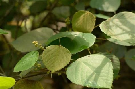 血桐危害|【血桐危害】血桐害處大公開！切勿種植血桐，以防後悔莫及！